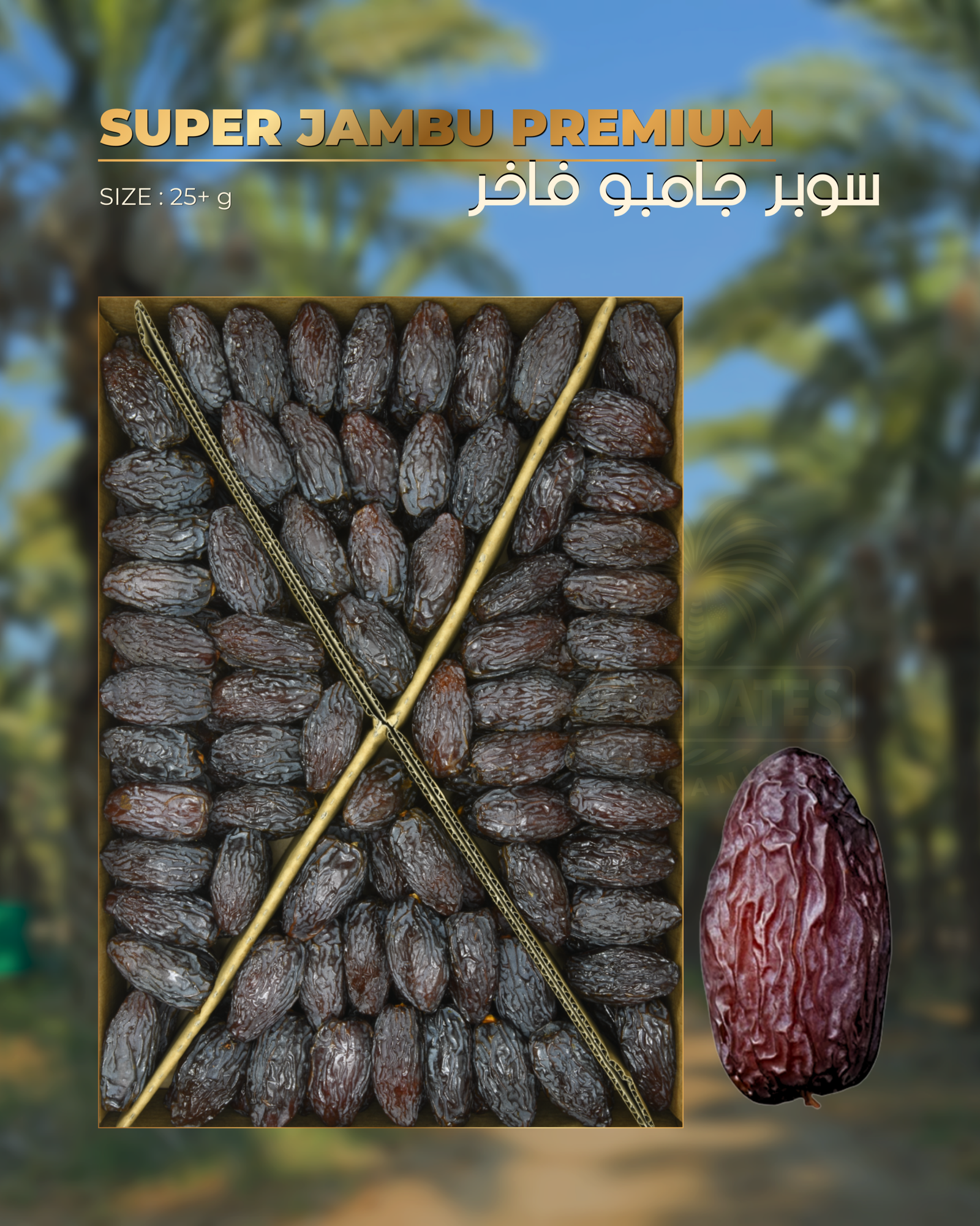 Super Jambo Premium